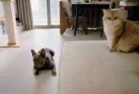 Pet Room 2026: Cara Membuat Ruang Hewan Peliharaan yang Rapi, Nyaman, dan Menyatu dengan Interior Rumah