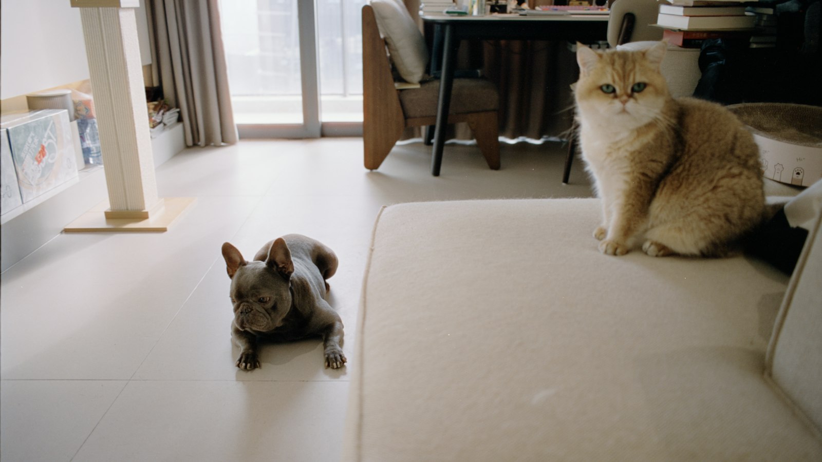 Pet Room 2026: Cara Membuat Ruang Hewan Peliharaan yang Rapi, Nyaman, dan Menyatu dengan Interior Rumah